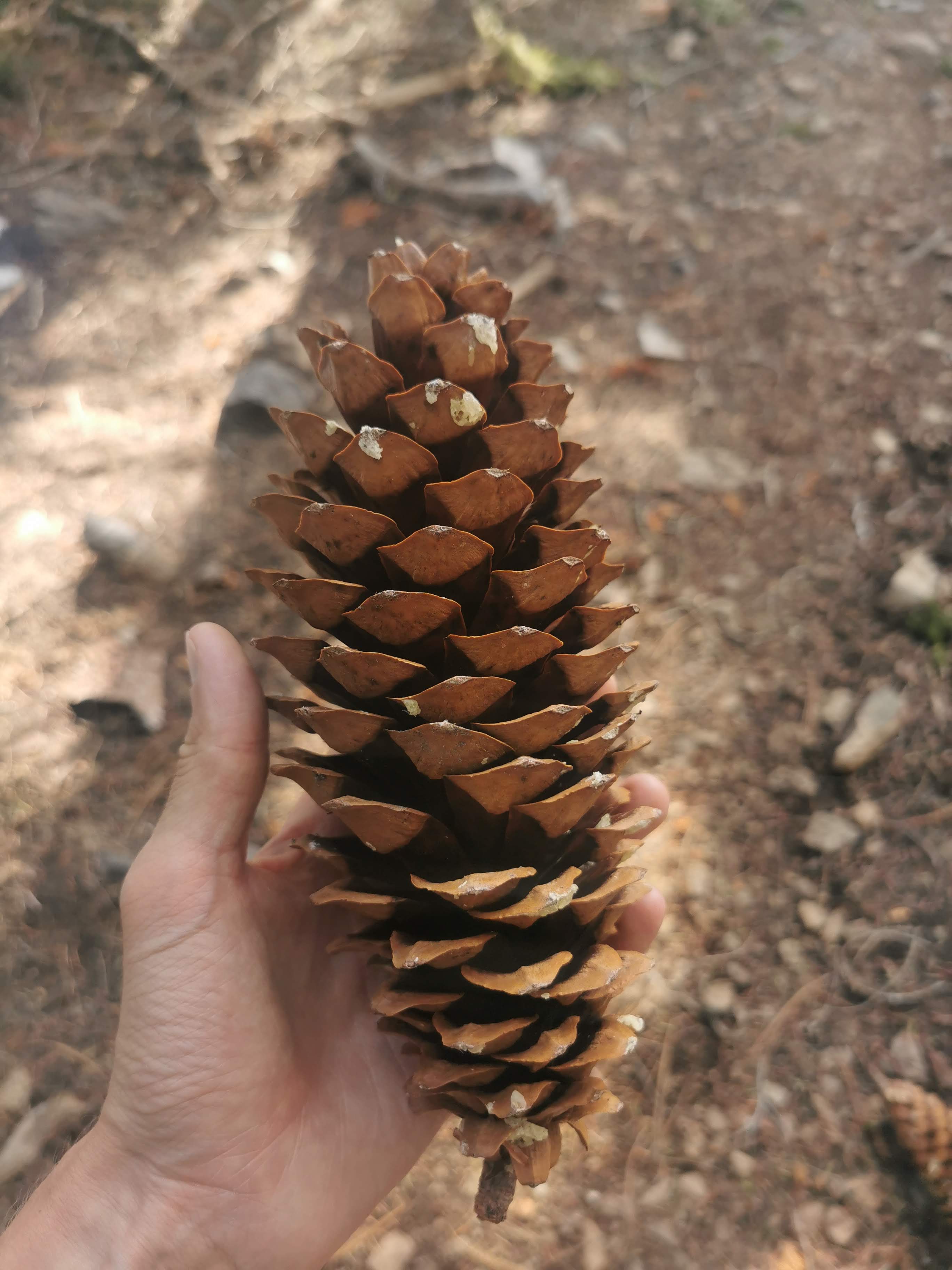Pinecone