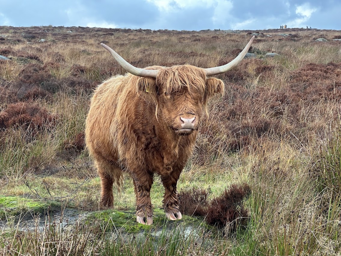 Highland Cow